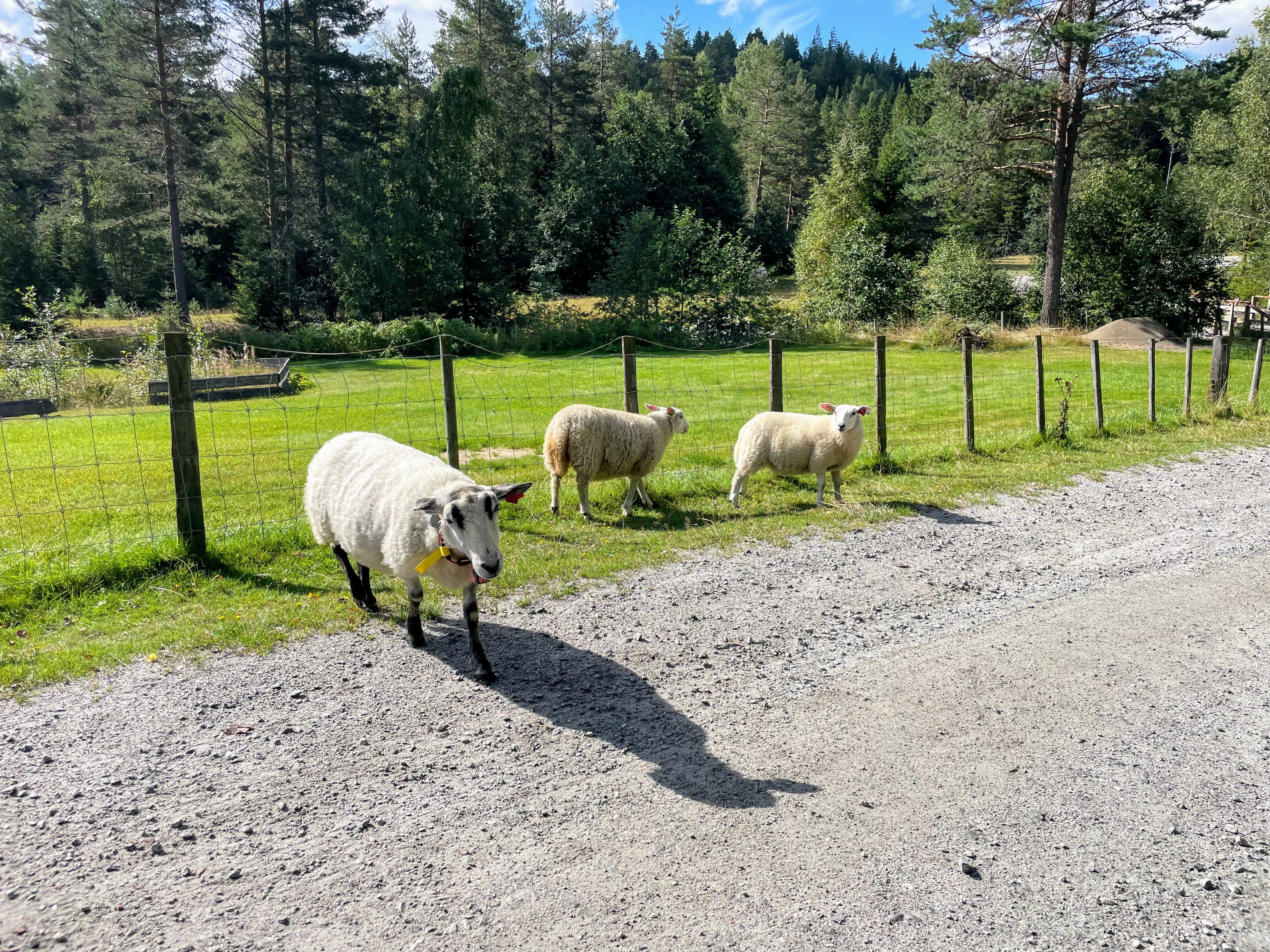 Sauer i Romeriksåsen