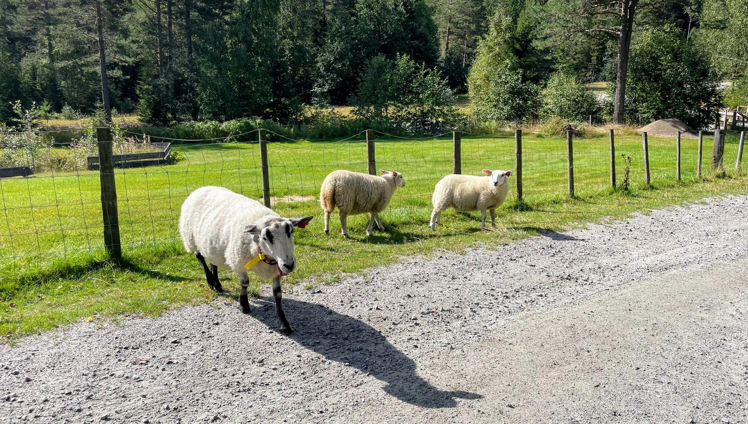 Sauer i Romeriksåsen