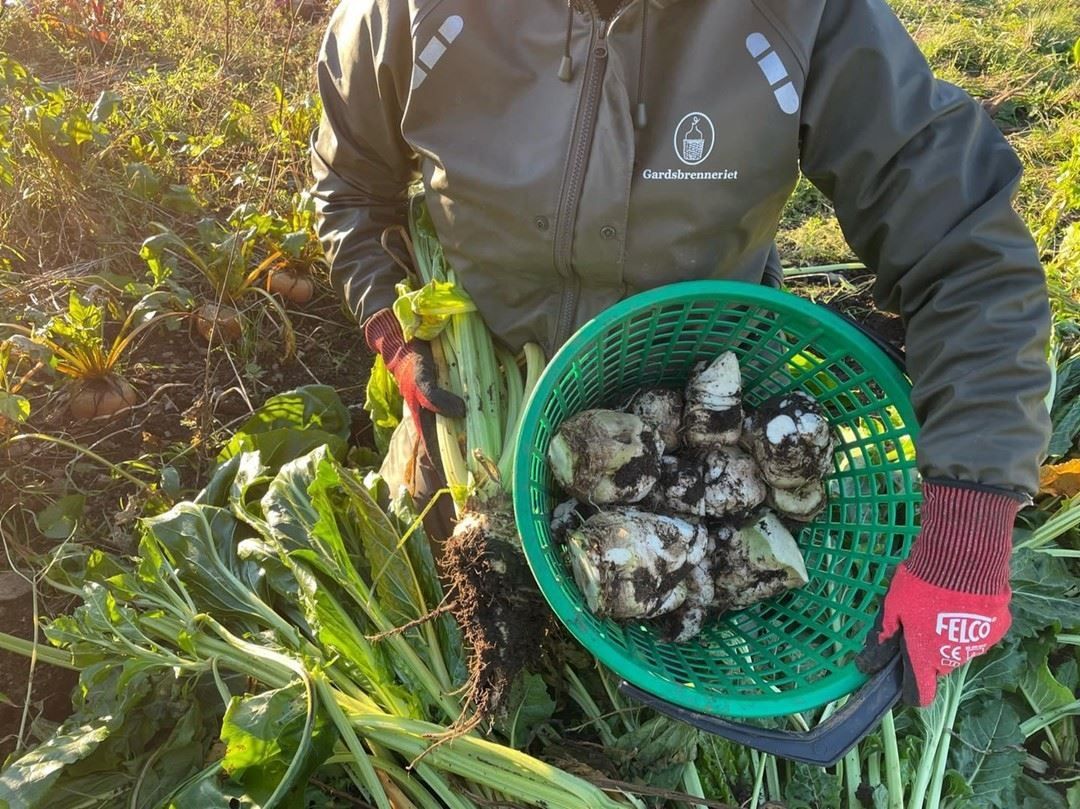 Person in a jacket and red gloves holds a green basket of muddy root vegetables among leafy plants in a field.