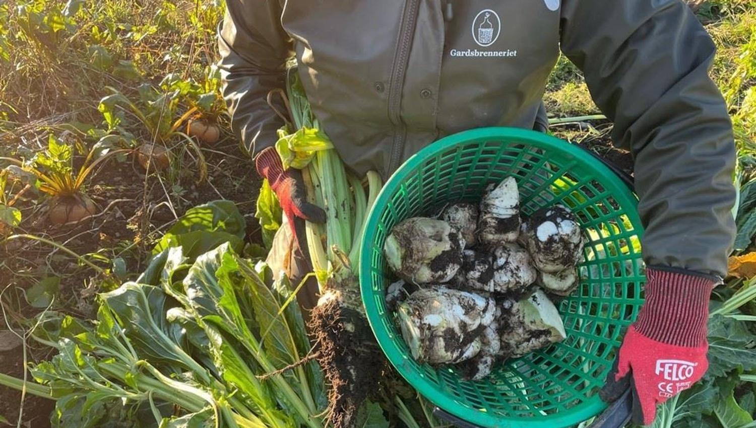 Person in a jacket and red gloves holds a green basket of muddy root vegetables among leafy plants in a field.