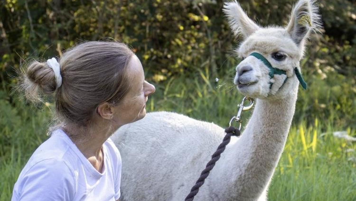 Lady and alpaca