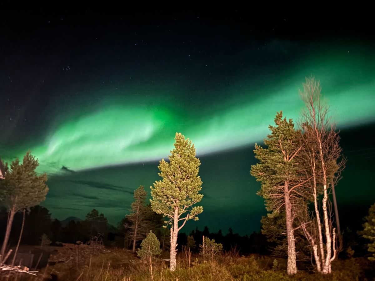 Trees and Northern Lights