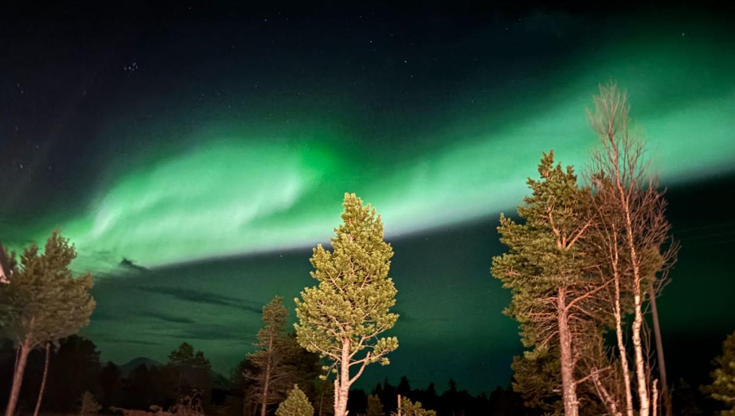 Trees and Northern Lights