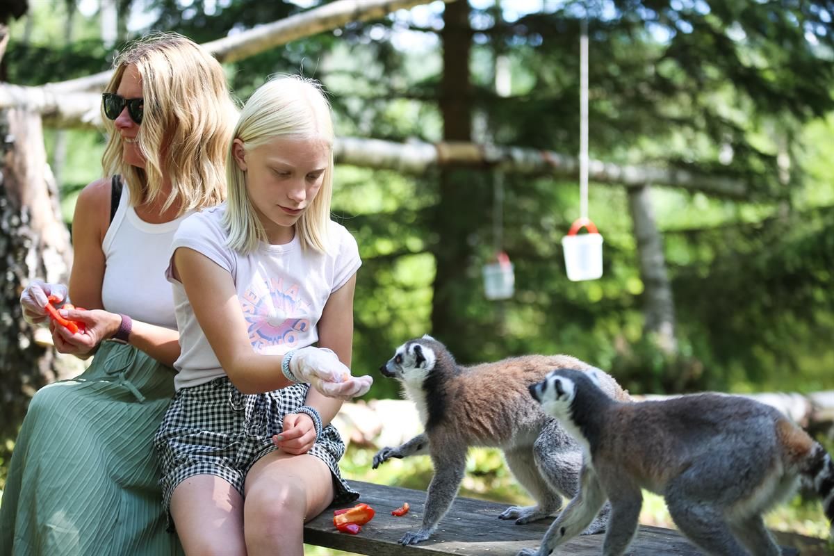 Barn og voksne observerer flere ringhalede lemurer som beveger seg nær dem.