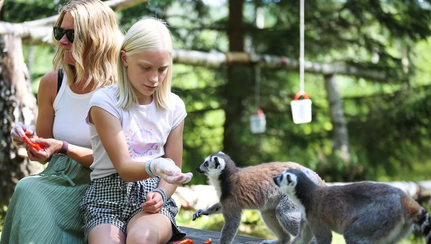 Barn og voksne observerer flere ringhalede lemurer som beveger seg nær dem.