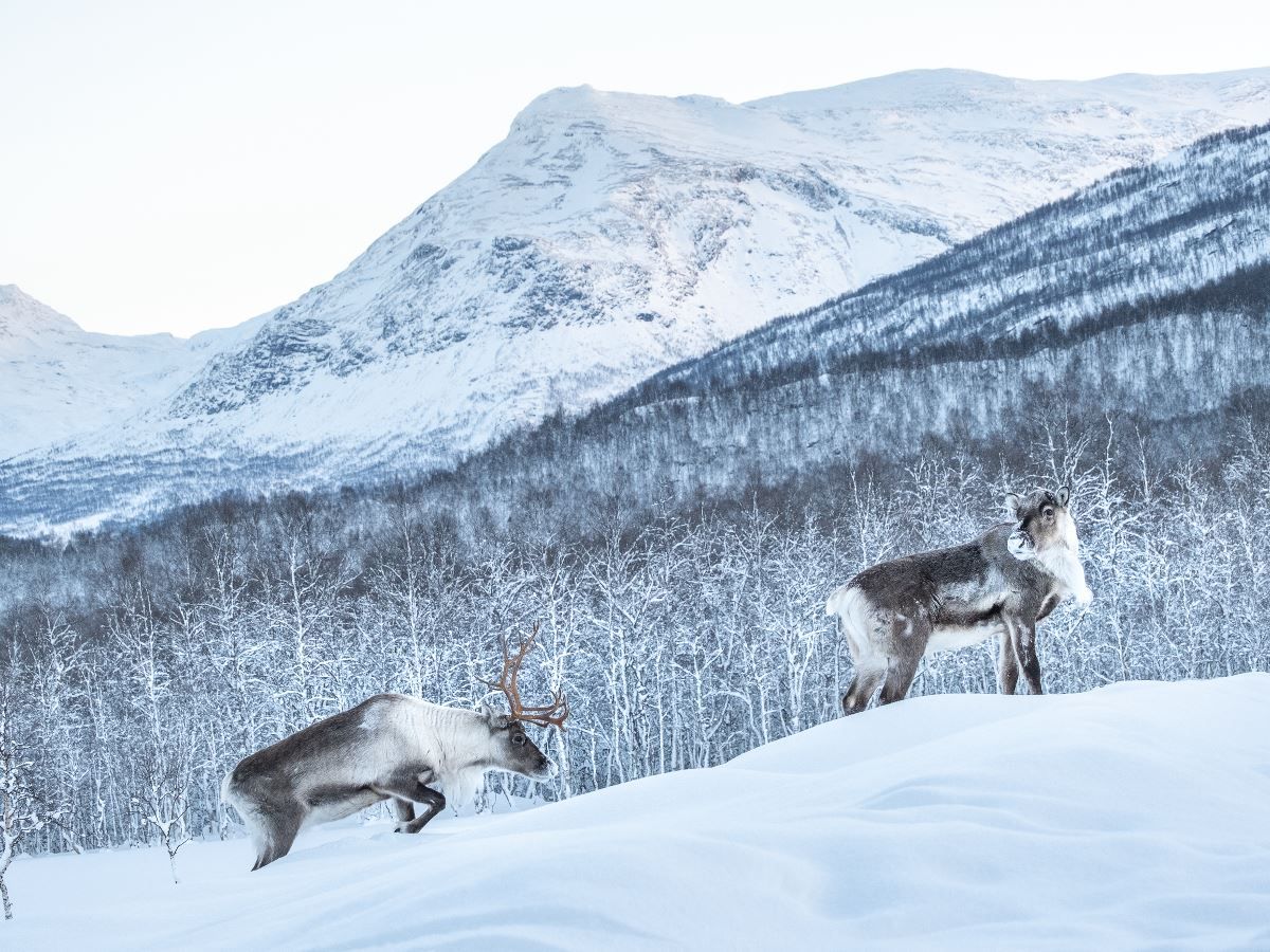 To Reinsdyr i vinterlandskap