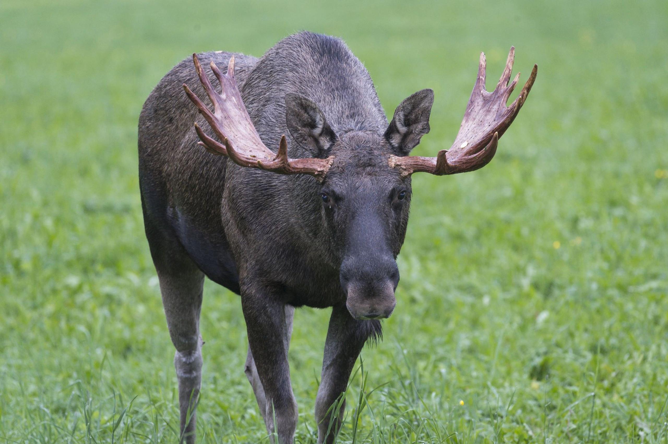 Moose Safari