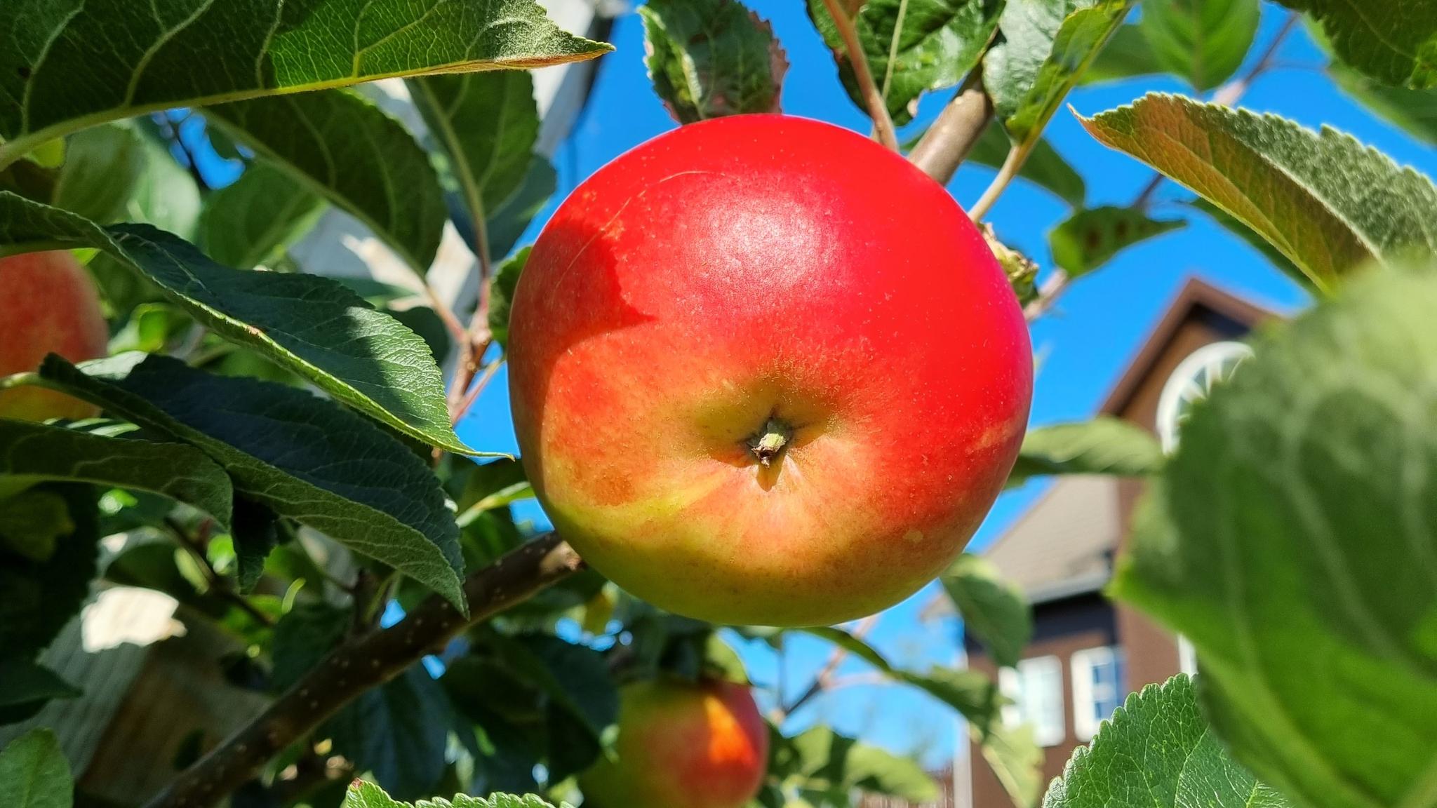 Rubin apples