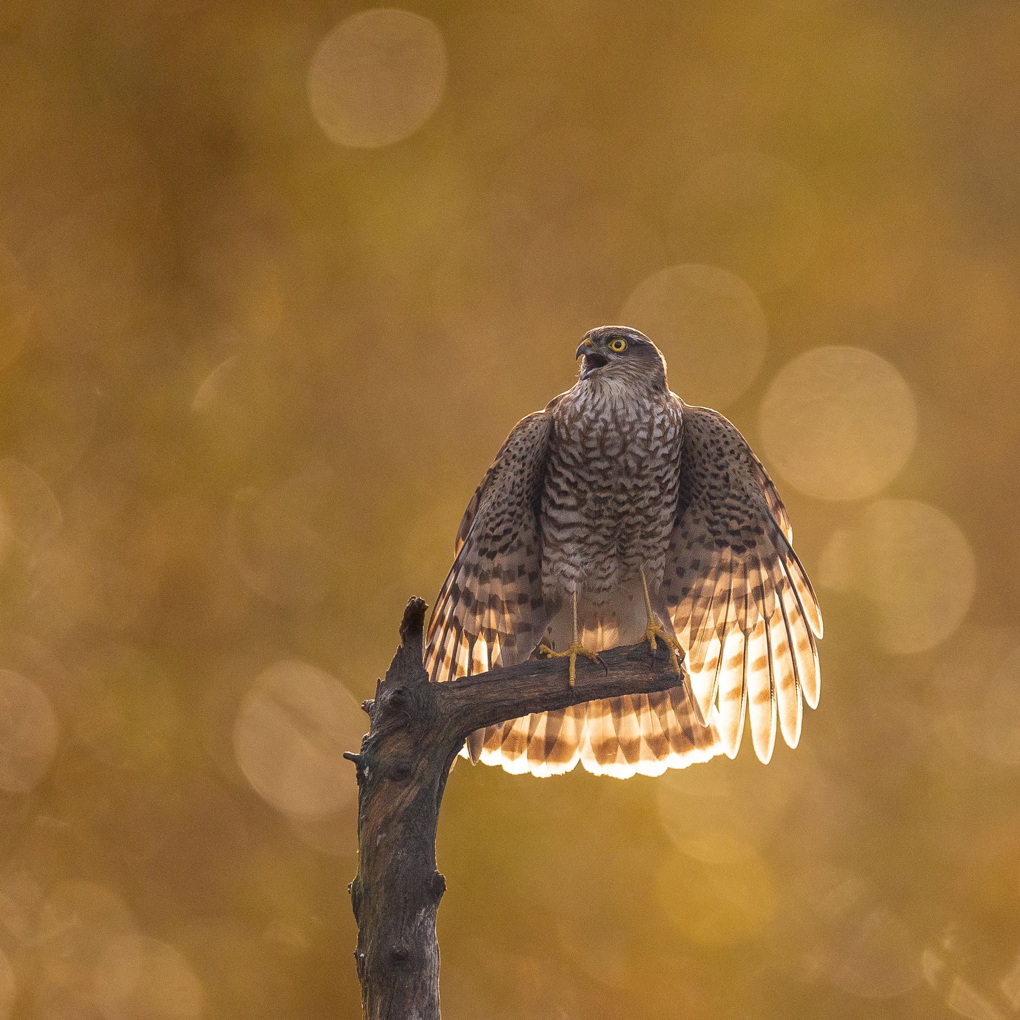 
A panting sparrowhawk sitting on a tree trunk.