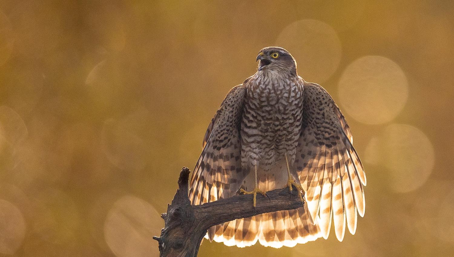 A panting sparrowhawk sitting on a tree trunk.