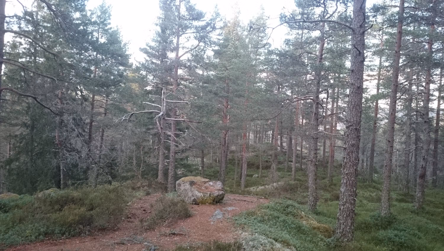 Dansarberga