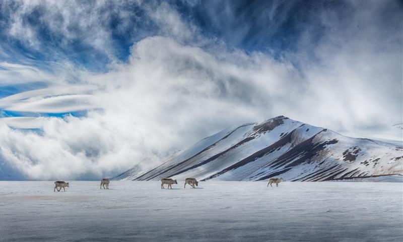 A herd of reindeer on top of a snowy plateau