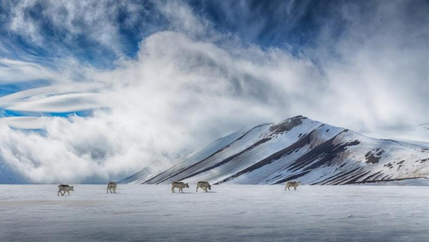 A herd of reindeer on top of a snowy plateau