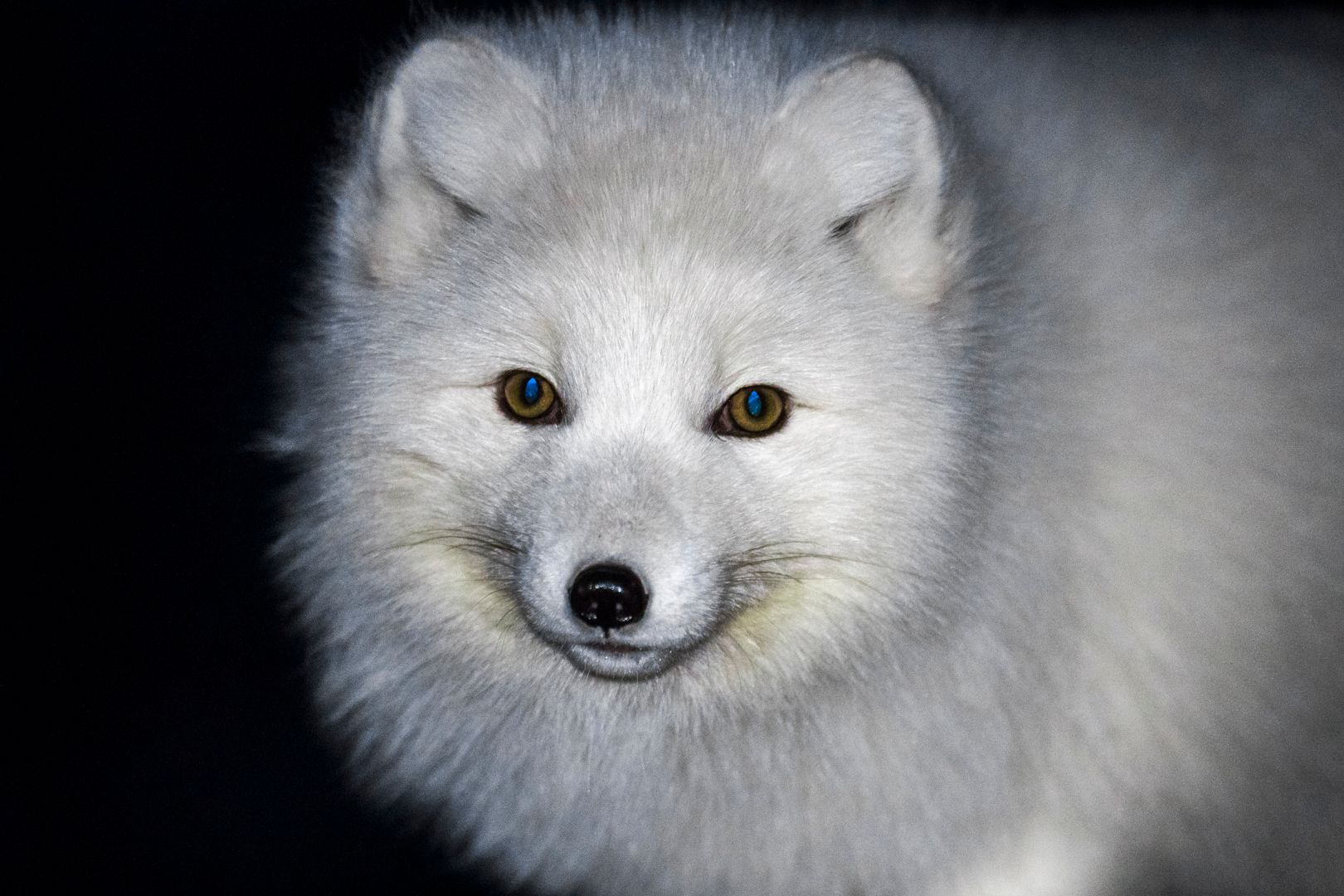 Close up of a polar fox in wintercoat looking in to the camera 