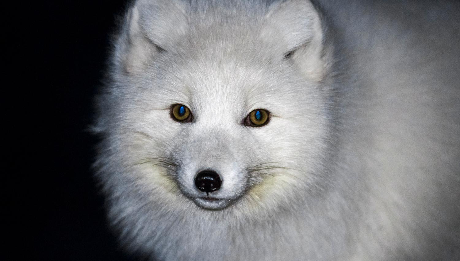 Close up of a polar fox in wintercoat looking in to the camera