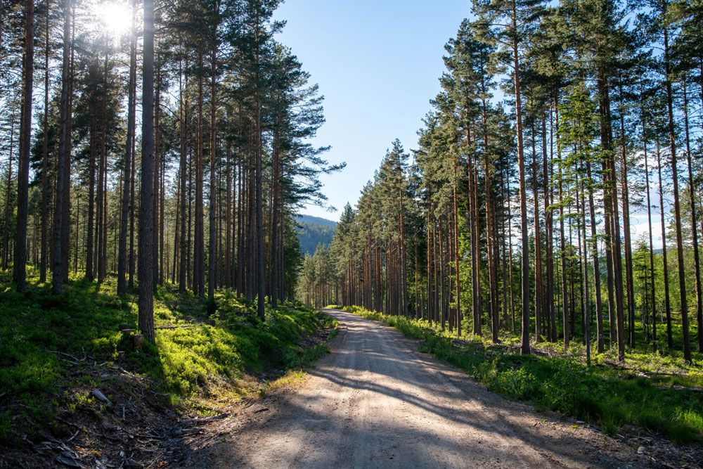 cycle path the cultural round runs through the forest in Drangedal 