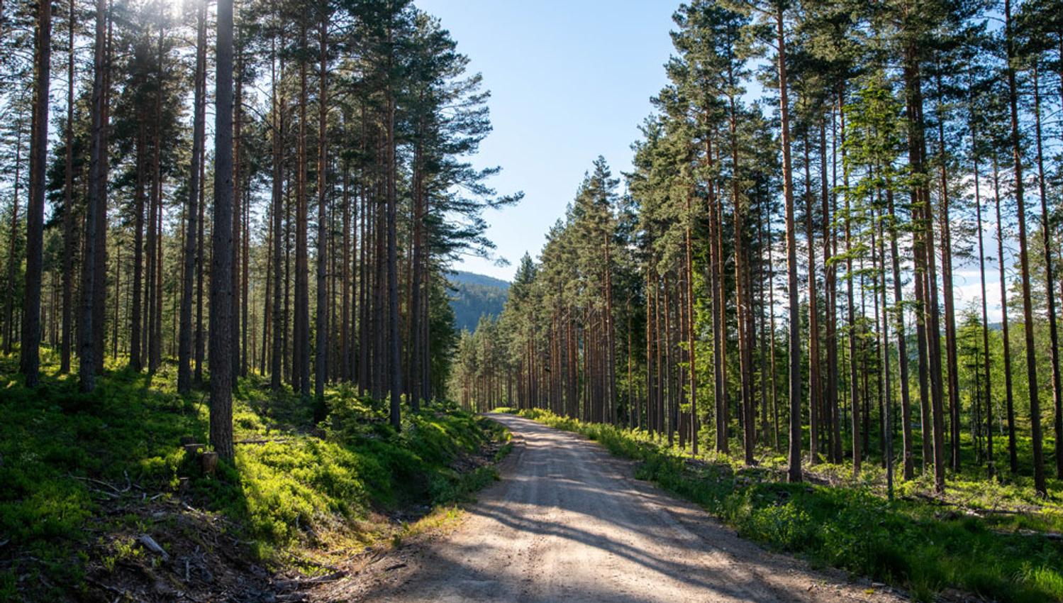 cycle path the cultural round runs through the forest in Drangedal