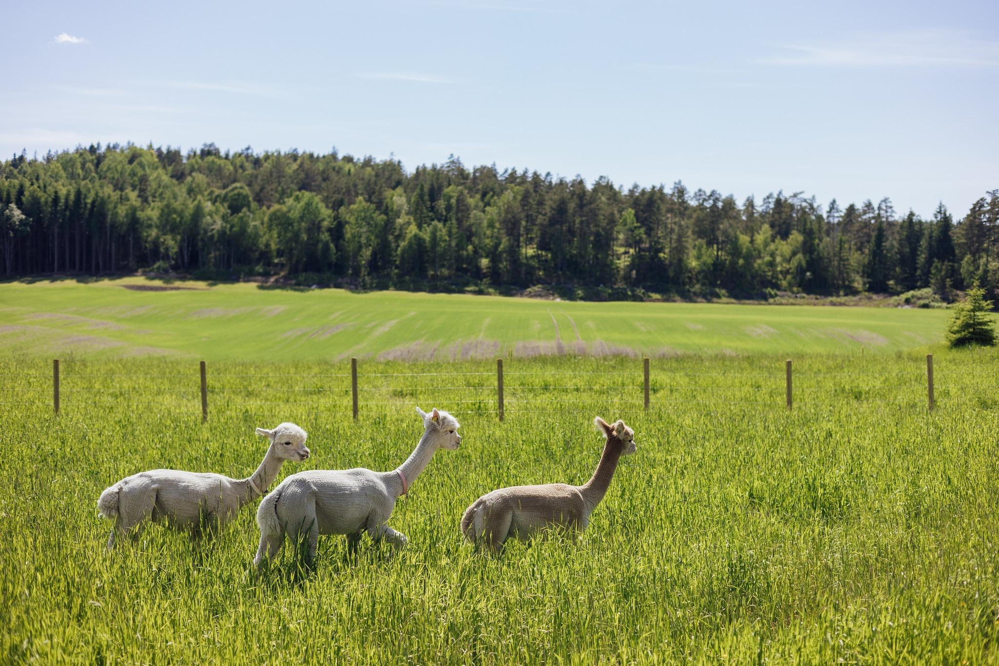 Cute alpacas