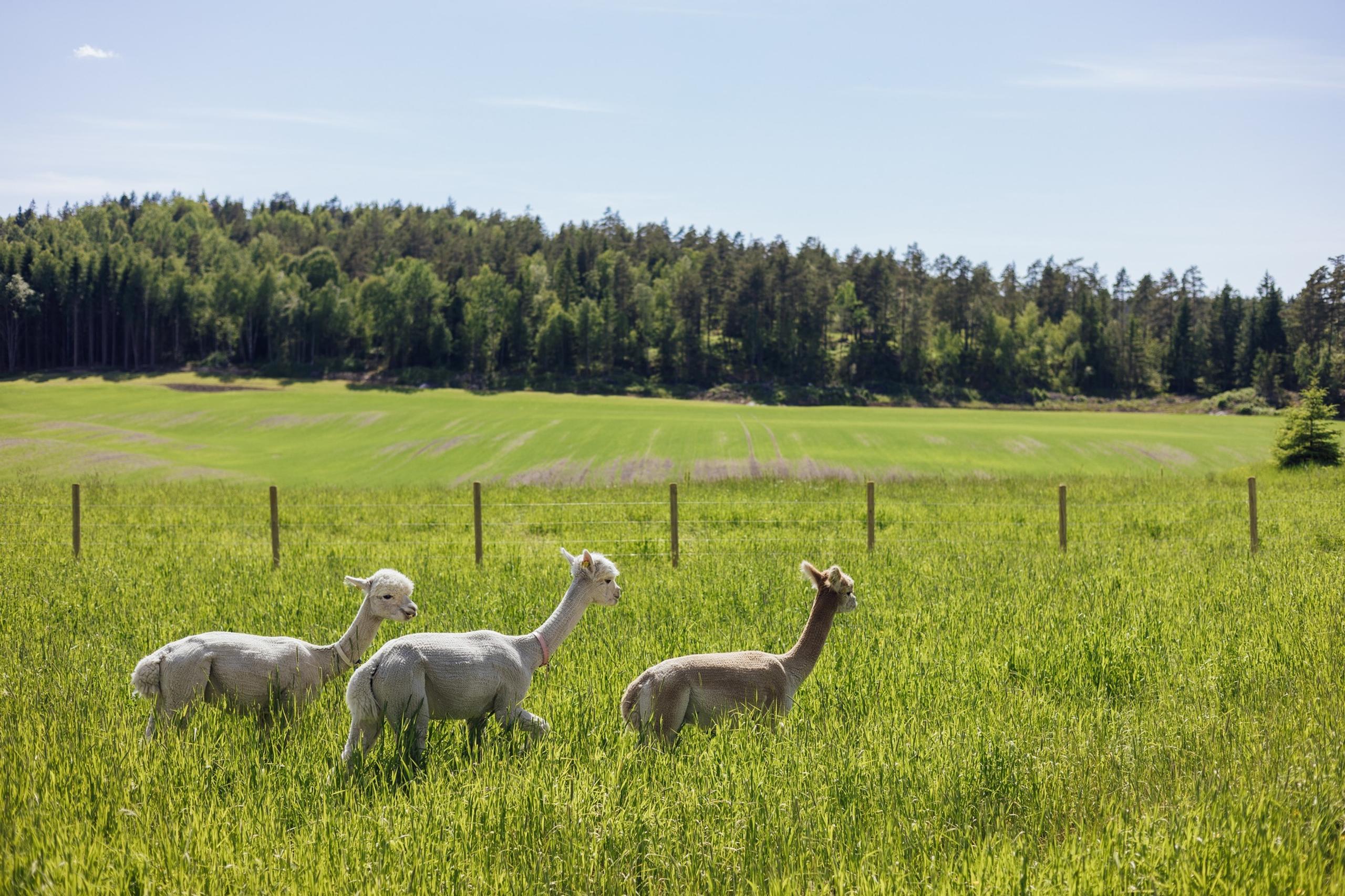 Cute alpacas