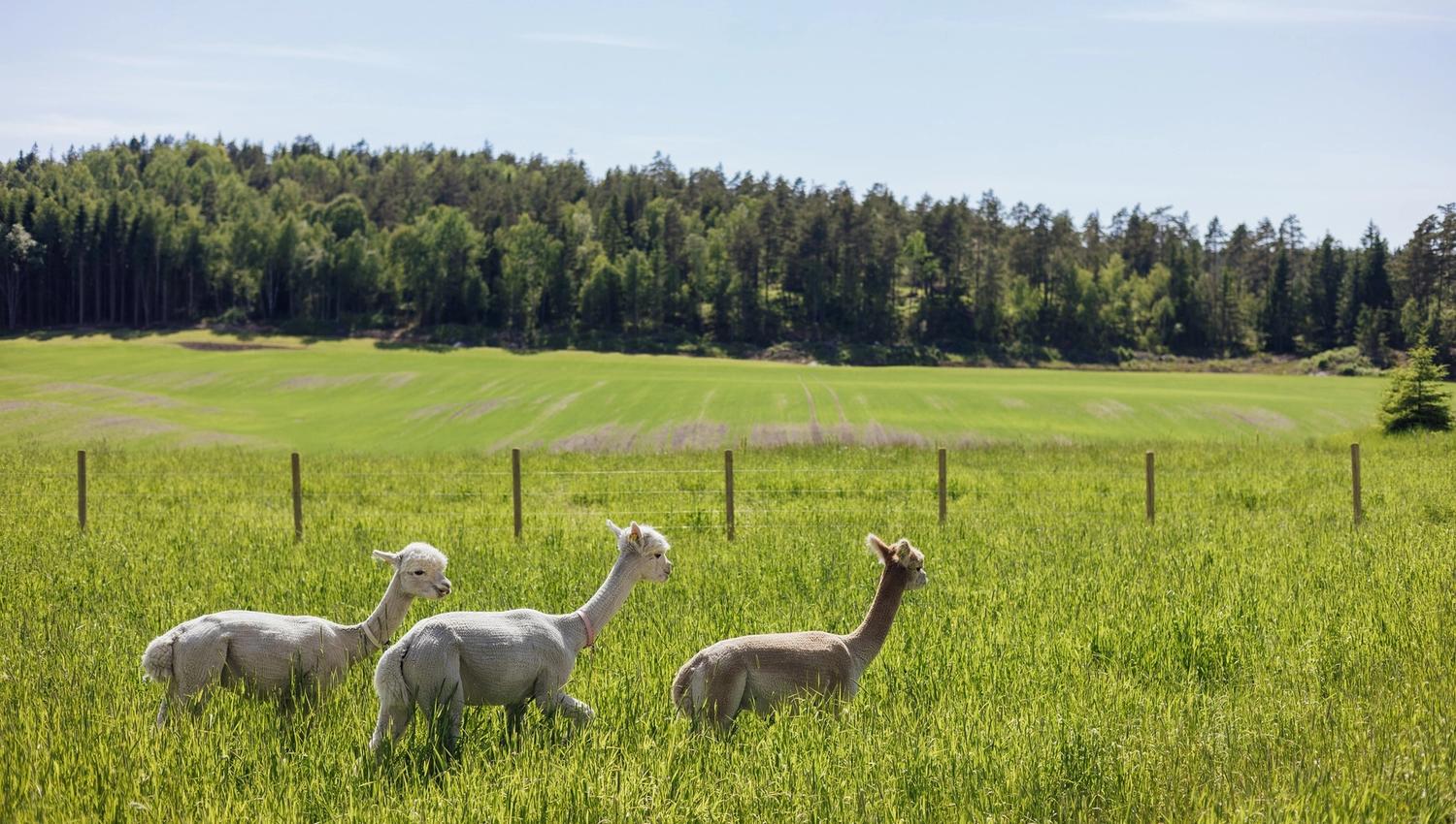 Cute alpacas