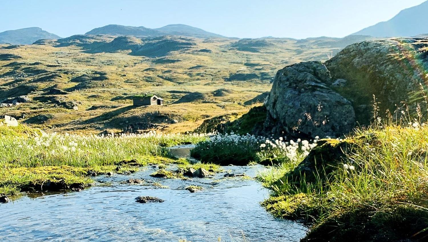 A clear stream runs through grassy moorland with rocks and wildflowers, with a small cabin and mountains beyond..