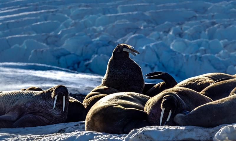 A gang of walruses relaxing together