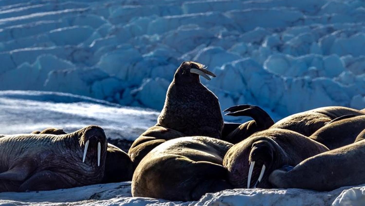A gang of walruses relaxing together