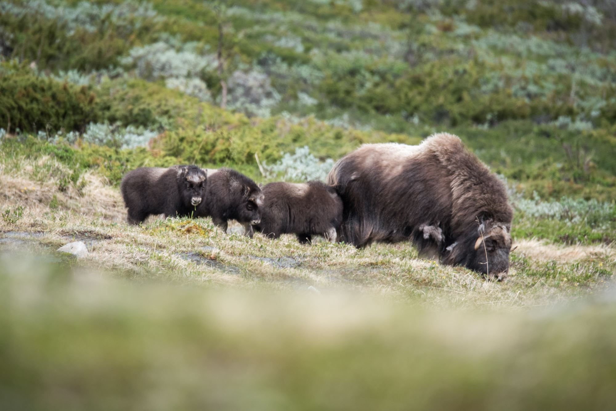 Musk Ox Safari Personal Tour