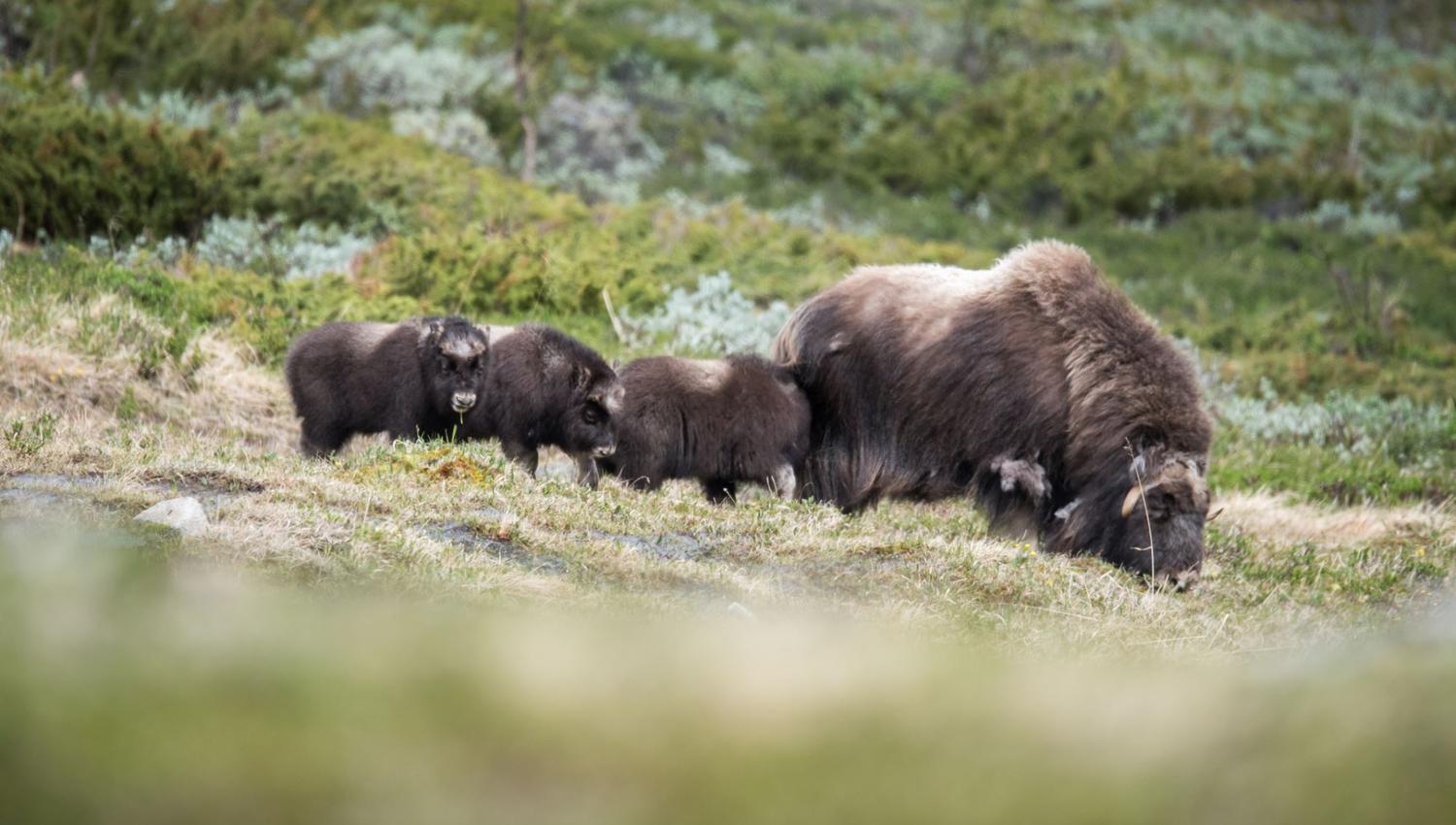 Musk Ox Safari Personal Tour