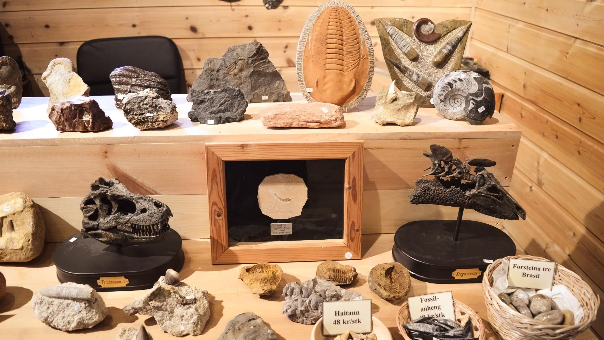 Museum-style shelf display of rocks and fossils, including ammonite shells and dinosaur skull replicas in a wooden room..