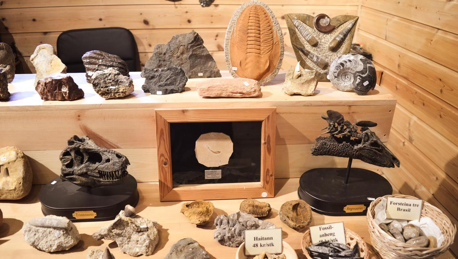 Museum-style shelf display of rocks and fossils, including ammonite shells and dinosaur skull replicas in a wooden room..