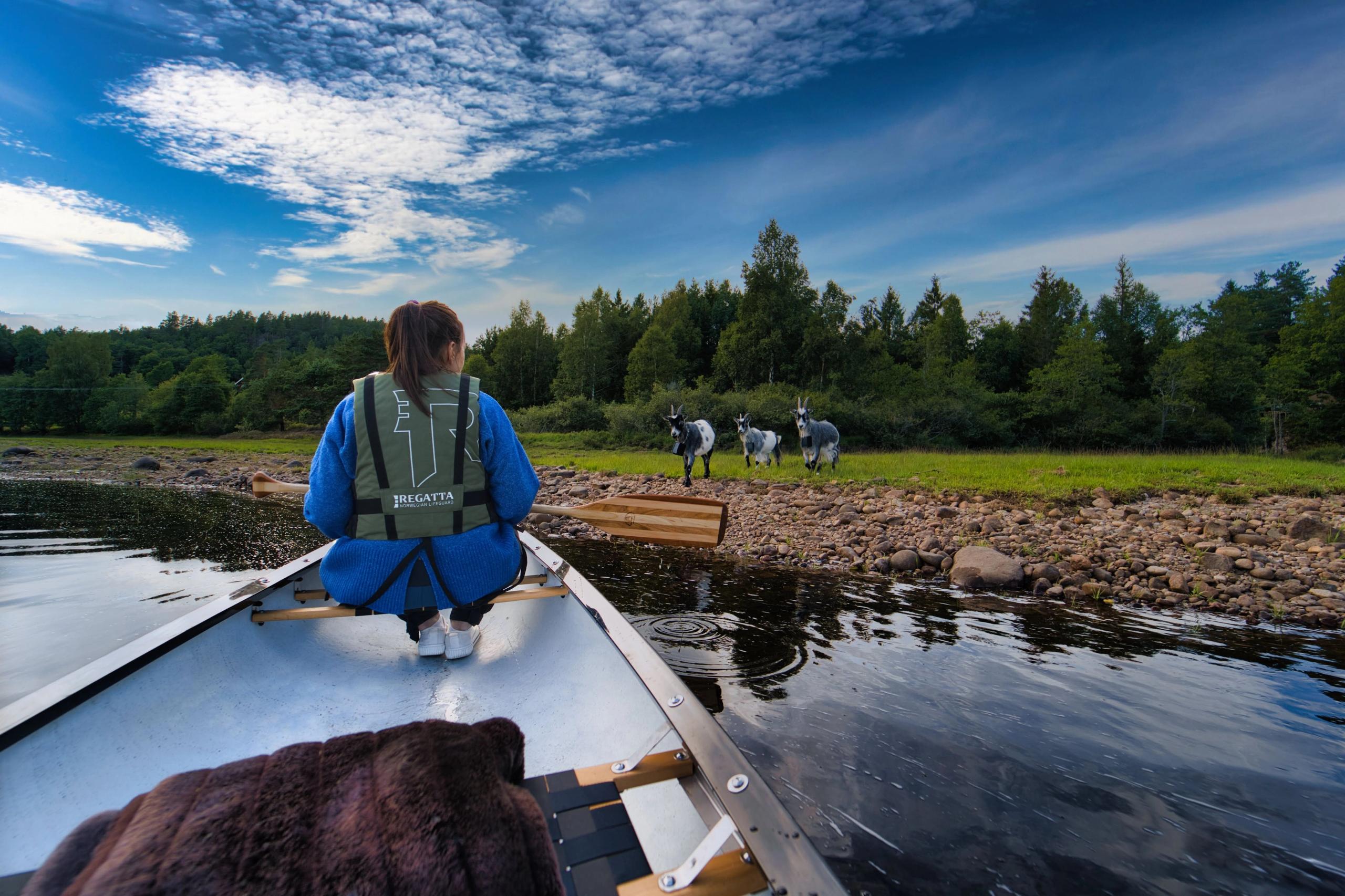 Kvinne i kano på vannet og tre geiter på land