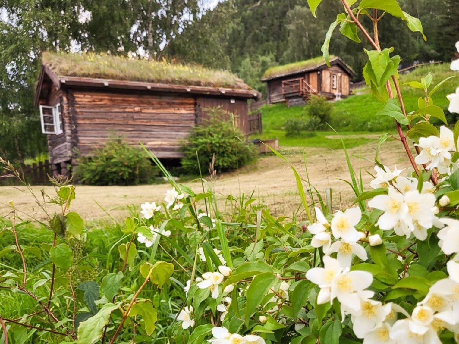 White blossoms and green grass in the foreground with two wooden cabins on a grassy hillside and trees behind..