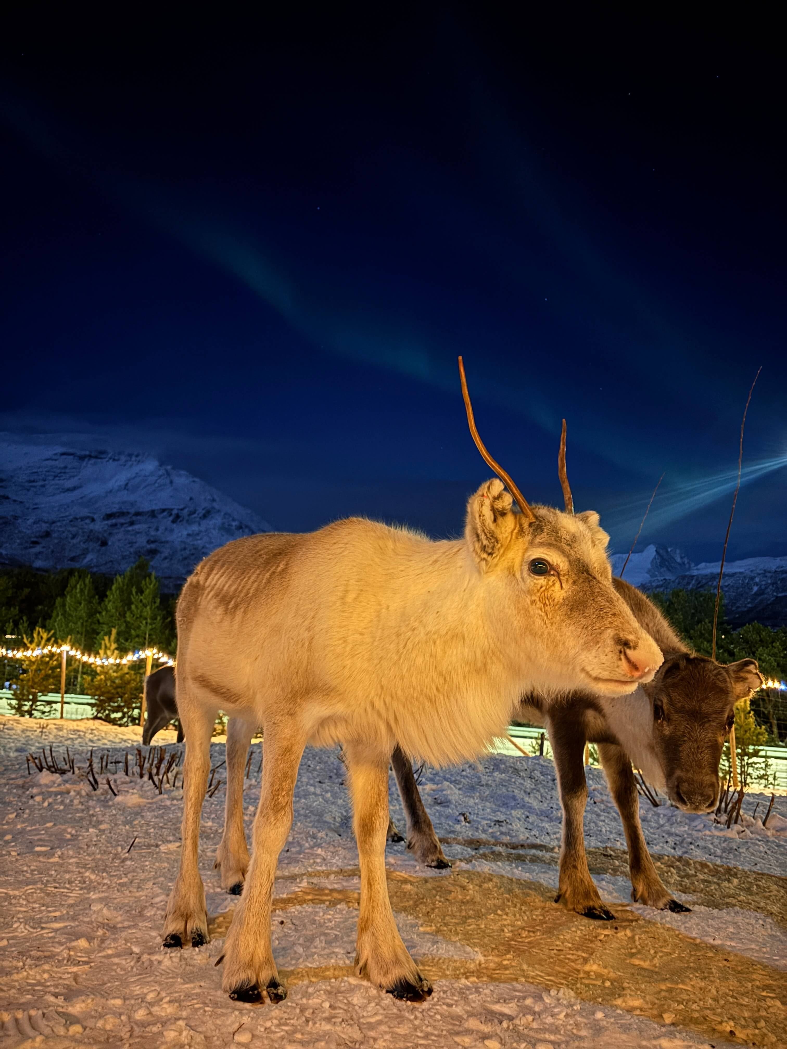 Two reindeer with the northern lights and a winter landscape in the background
