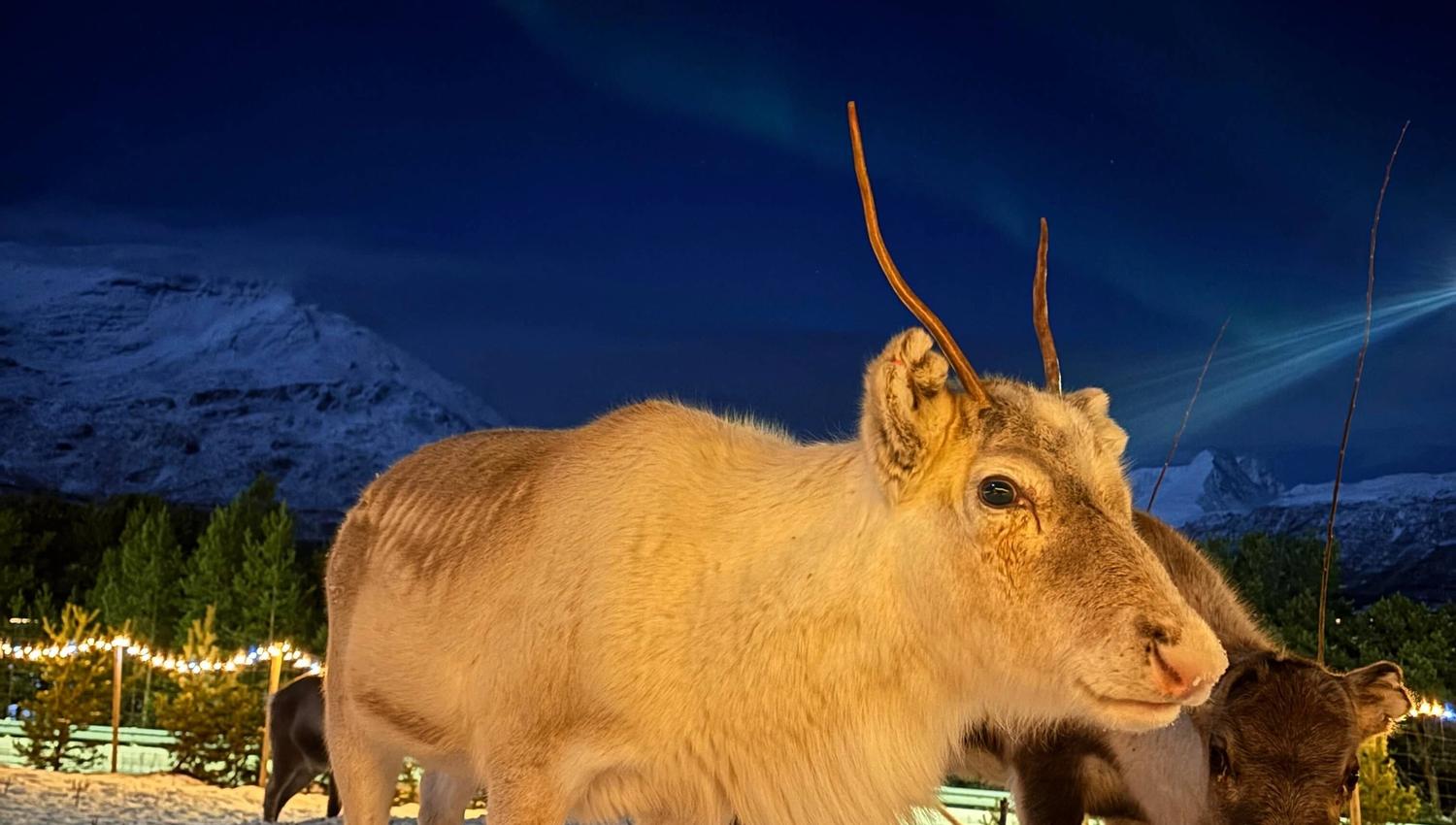 Two reindeer with the northern lights and a winter landscape in the background