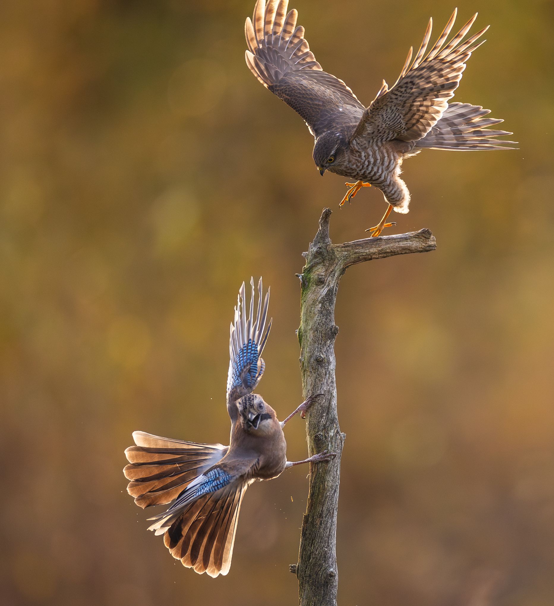 
A conflict between a Eurasian jay and a sparrowhawk on a tree trunk.