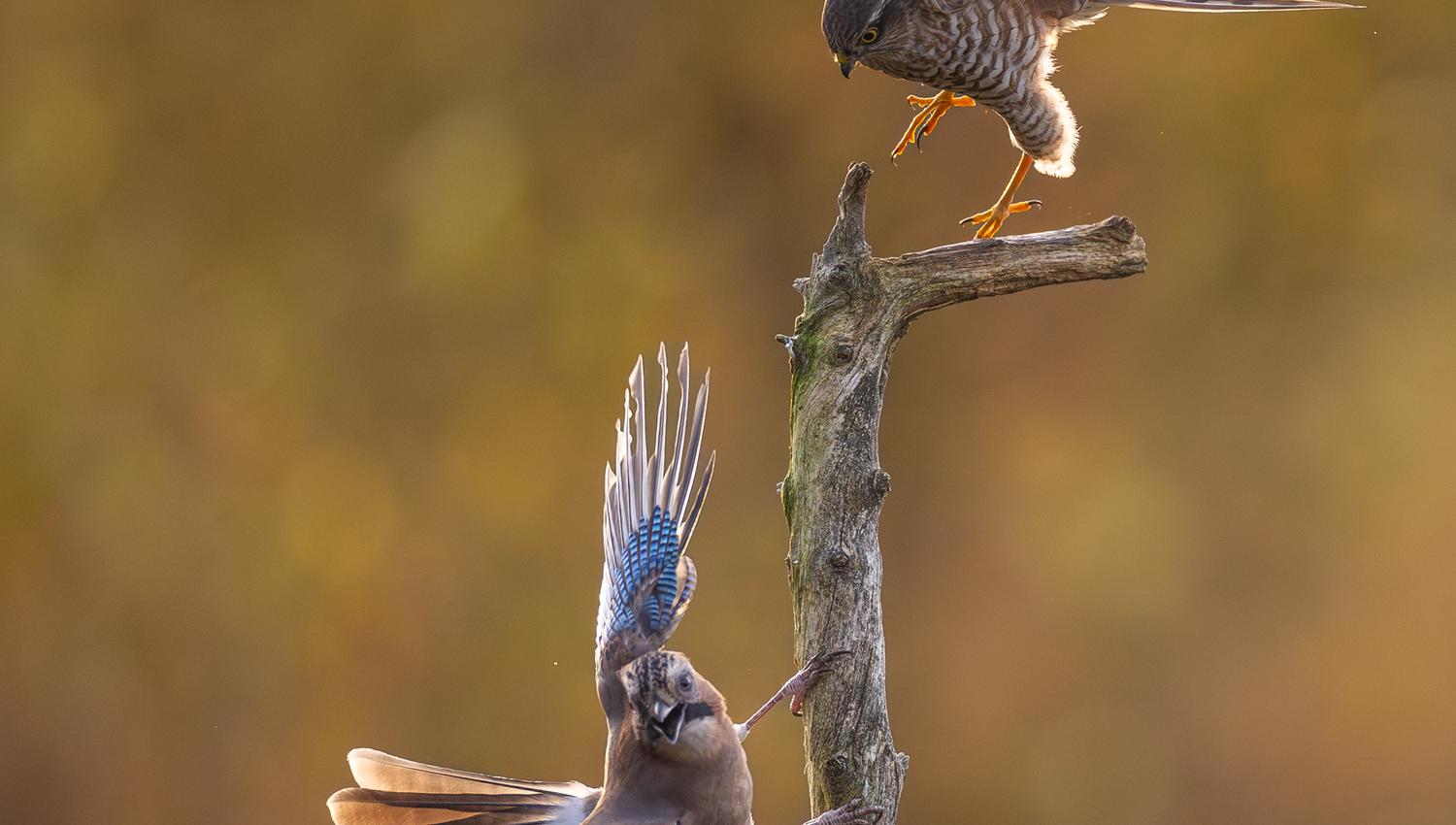 A conflict between a Eurasian jay and a sparrowhawk on a tree trunk.