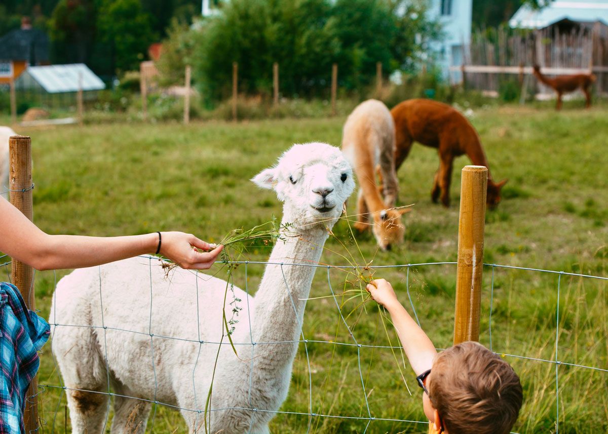Alpaca at Svenseid Alpaca in Lunde