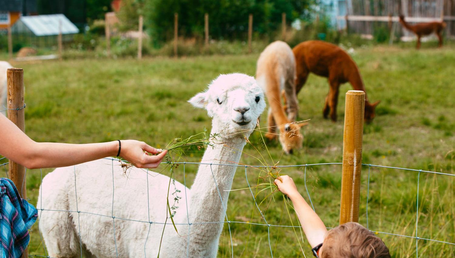 Alpaca at Svenseid Alpaca in Lunde