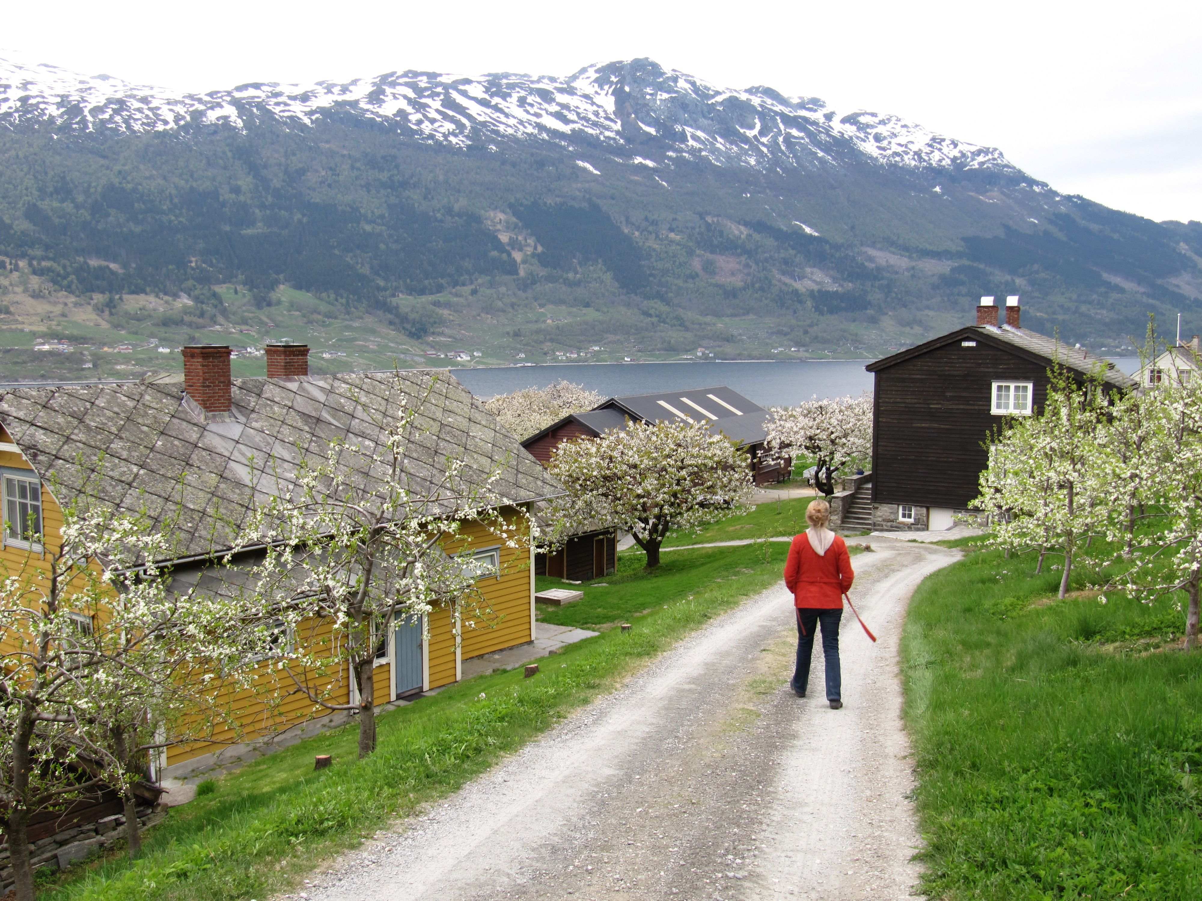 The Fruit Trail in Hardanger with blooming orchards, traditional farmhouses and mountain views.