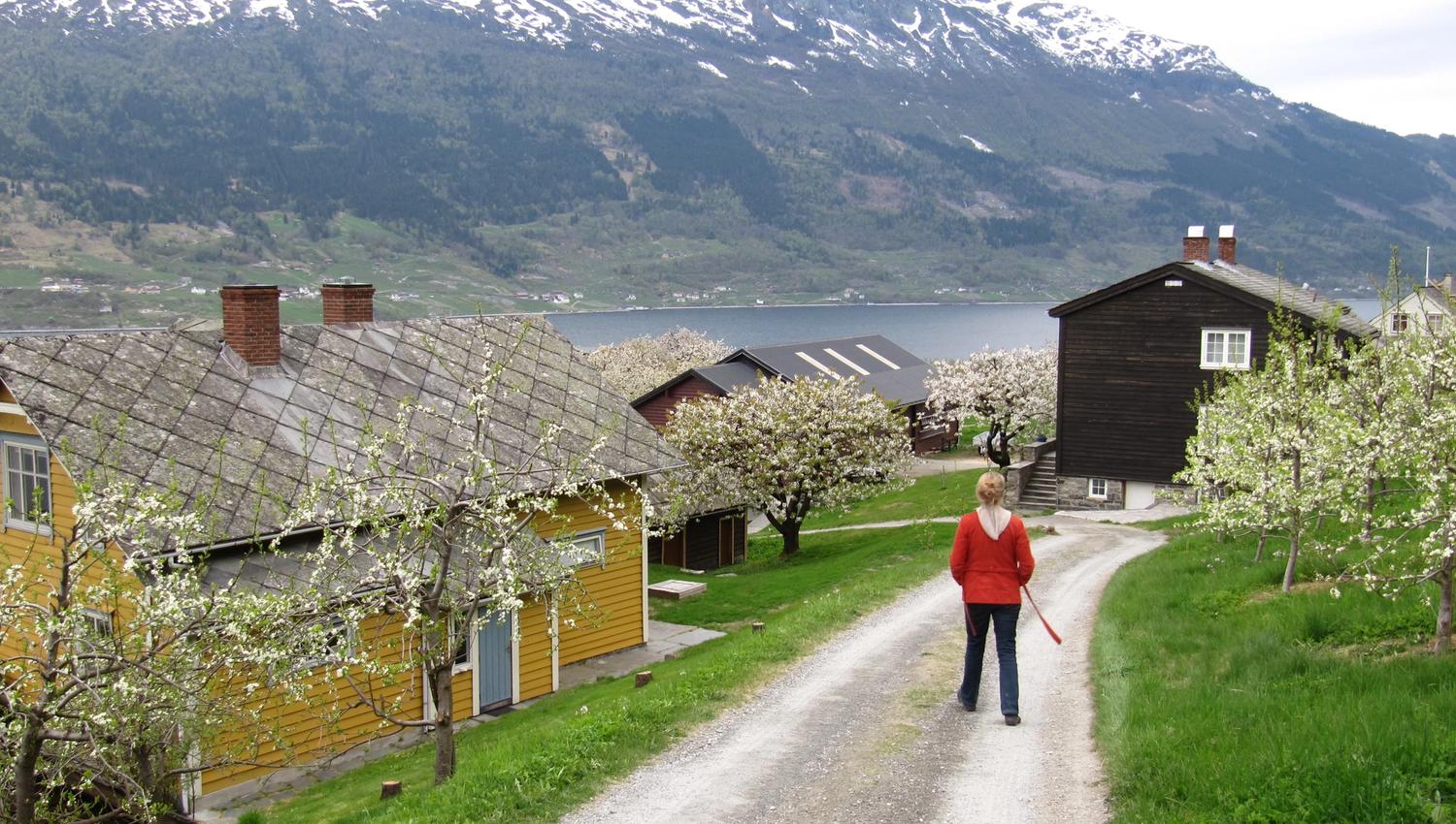 The Fruit Trail in Hardanger with blooming orchards, traditional farmhouses and mountain views.