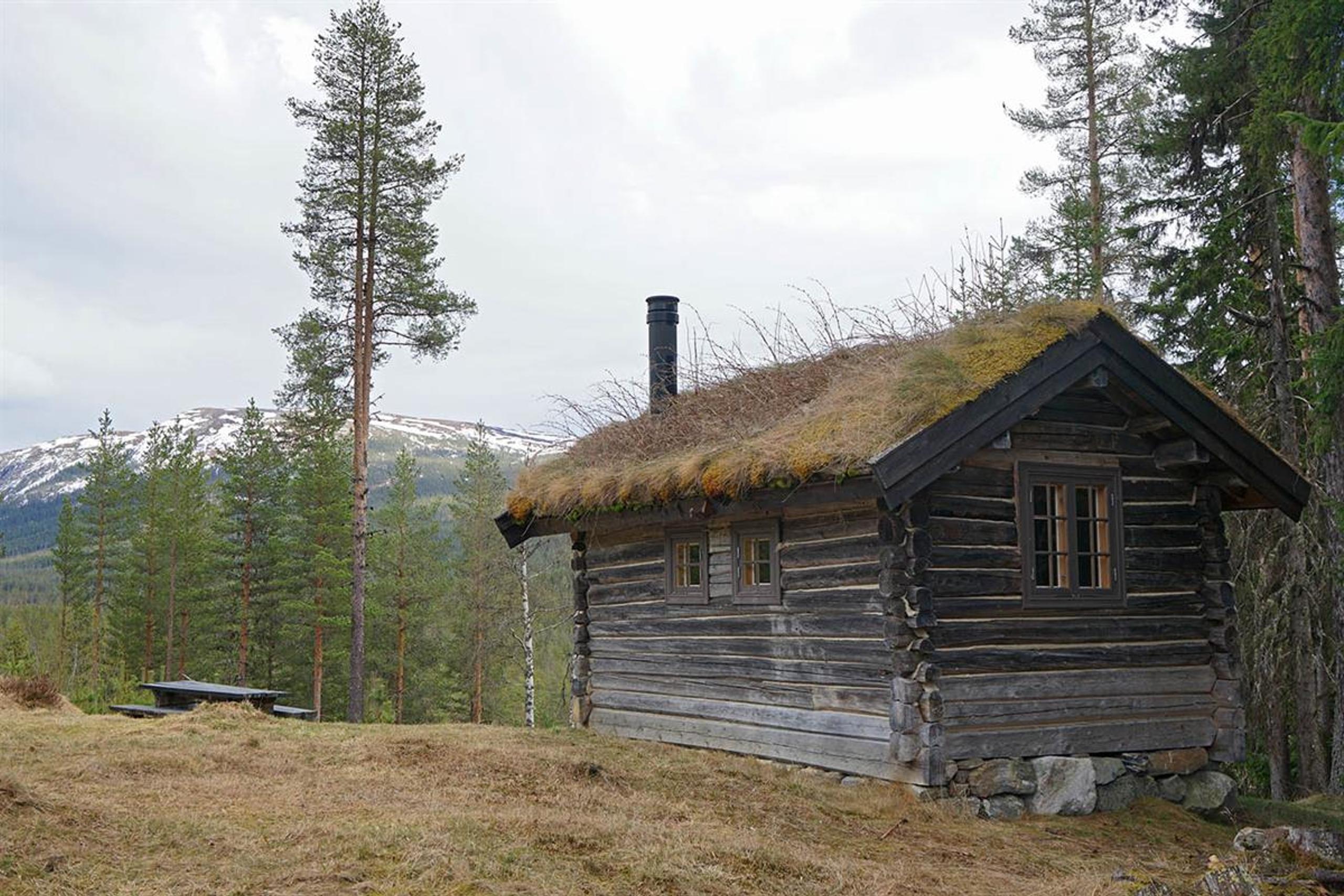 Alte Blockhütte auf einem Grashügel, umgeben von hochstammigen Kiefern