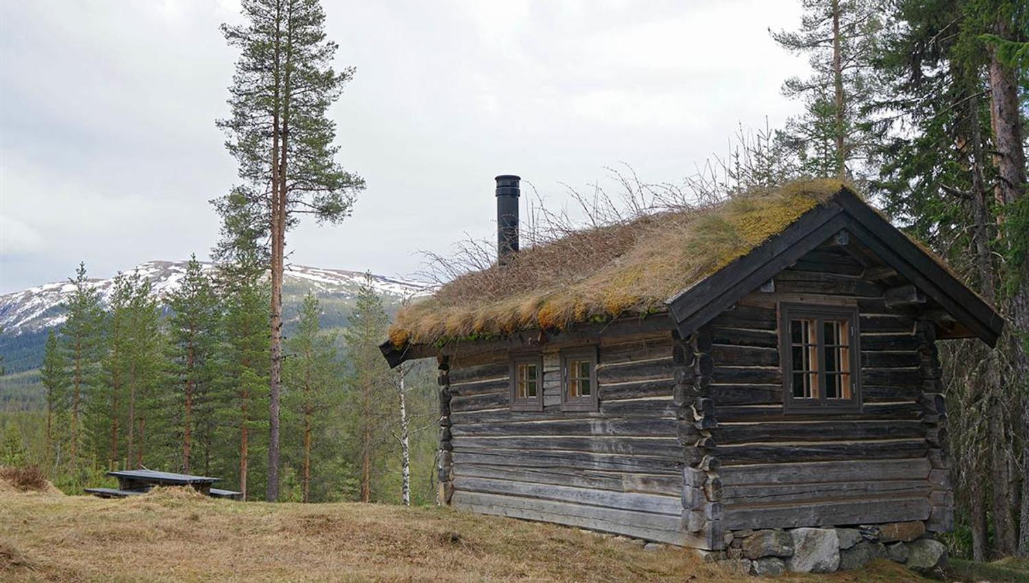 old log cabin on a grass lot surrounded by pines