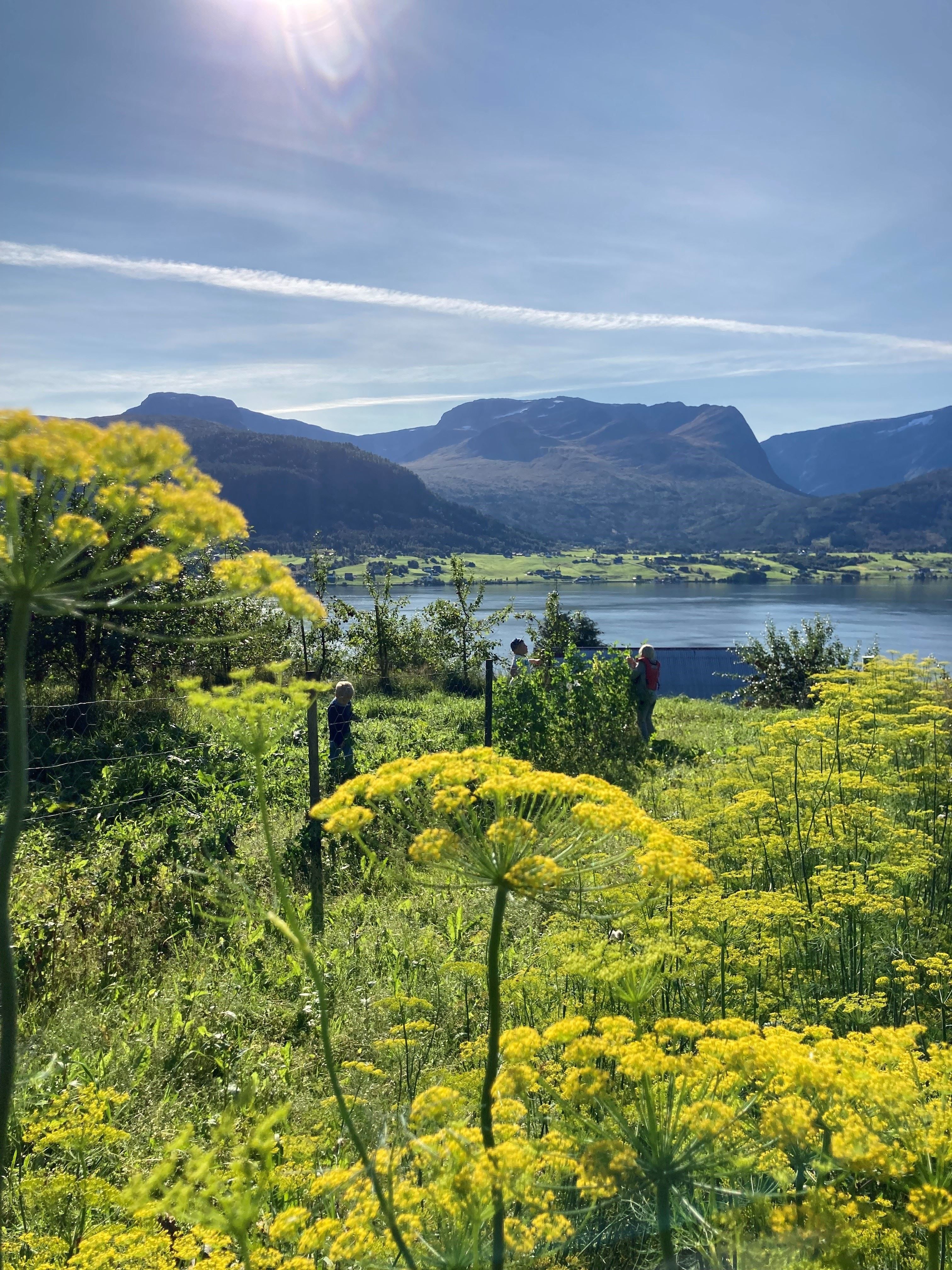 Yellow wildflowers in a grassy hillside overlook a calm fjord and green valley, with mountains beneath a bright sky.