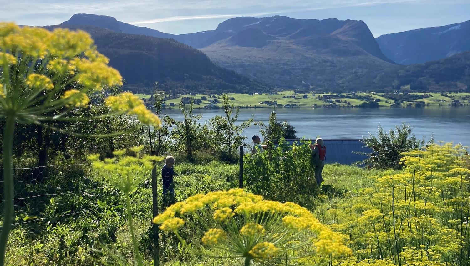 Yellow wildflowers in a grassy hillside overlook a calm fjord and green valley, with mountains beneath a bright sky.