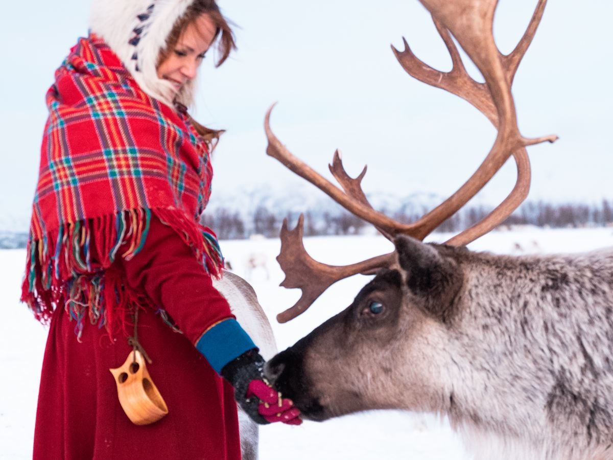 Feeding a reindeer
