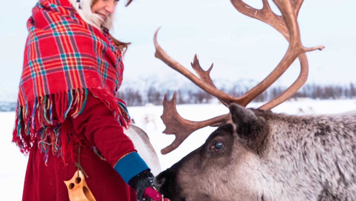 Feeding a reindeer