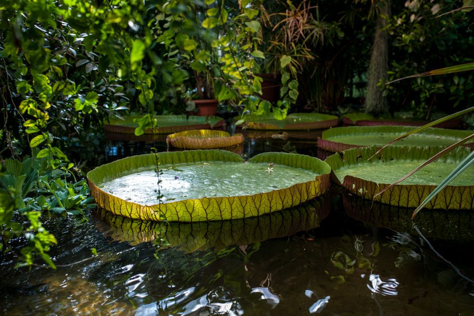 Aquatic plants at the Botanical Garden in Oslo