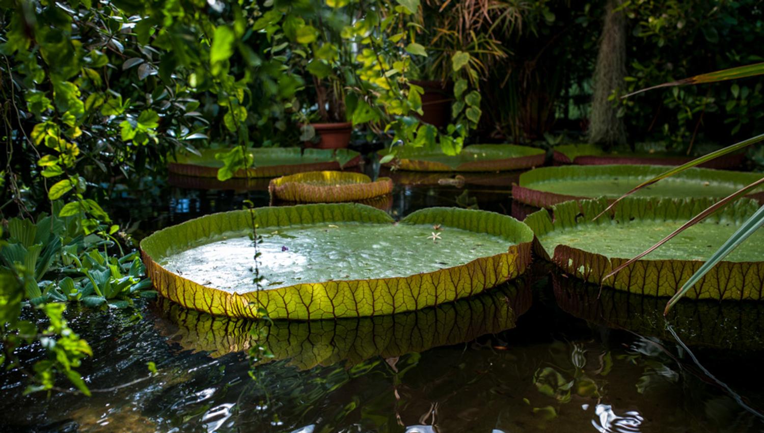 Aquatic plants at the Botanical Garden in Oslo
