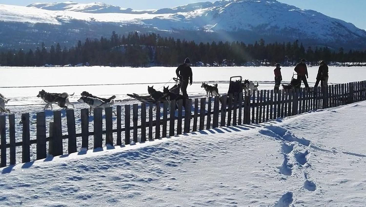 Dog sledding tours